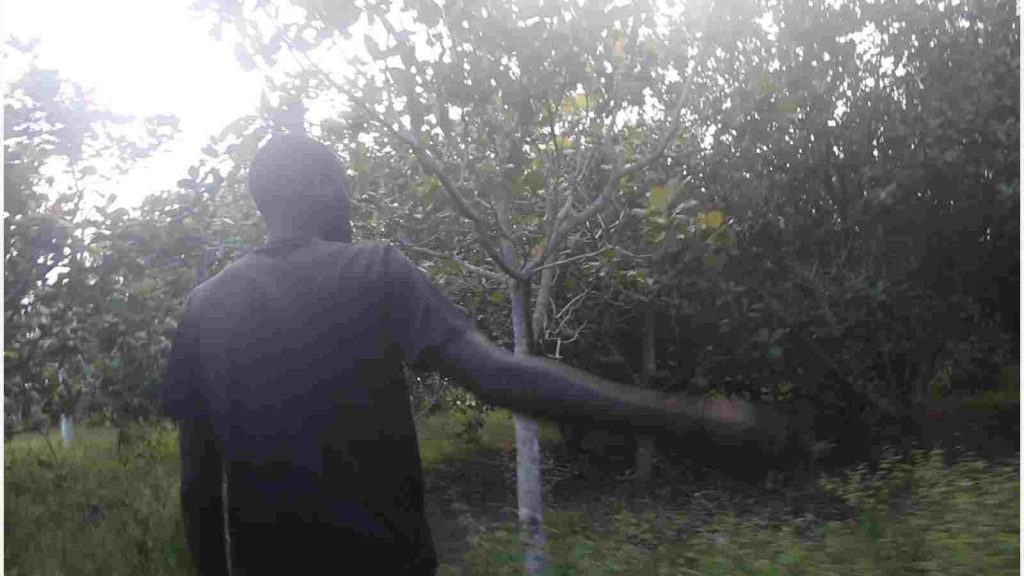 A cashew farm, whose owner has been allegedly compensated, awaiting destruction in Abache Community.