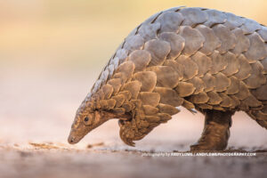 Pangolin_WildlifeConservation
